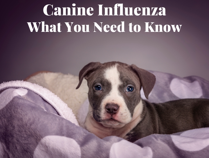 what is canine influenza