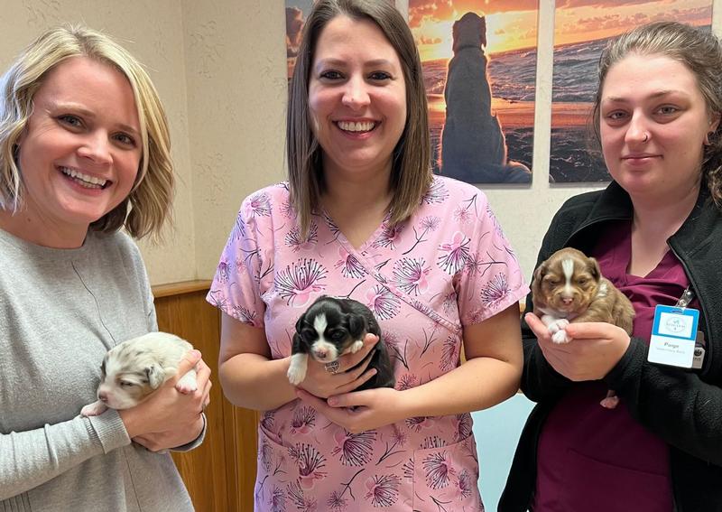 Carousel Slide 5: Hospital staff love puppy visits!